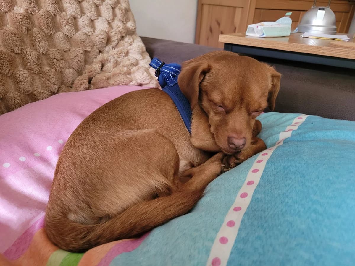 Spike, male mixed breed for adoption at Tierschutzverein Porz — photo 2 of 7