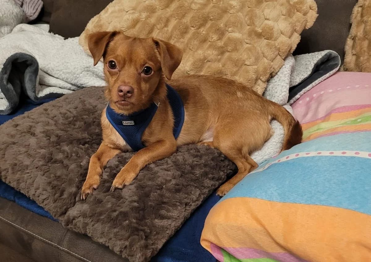 Spike, male mixed breed for adoption at Tierschutzverein Porz — photo 3 of 7