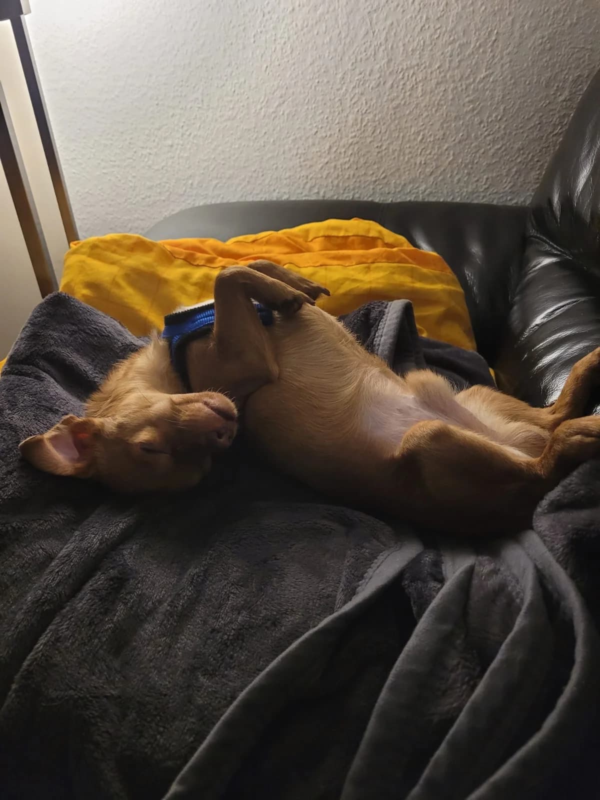 Spike, male mixed breed for adoption at Tierschutzverein Porz — photo 4 of 7