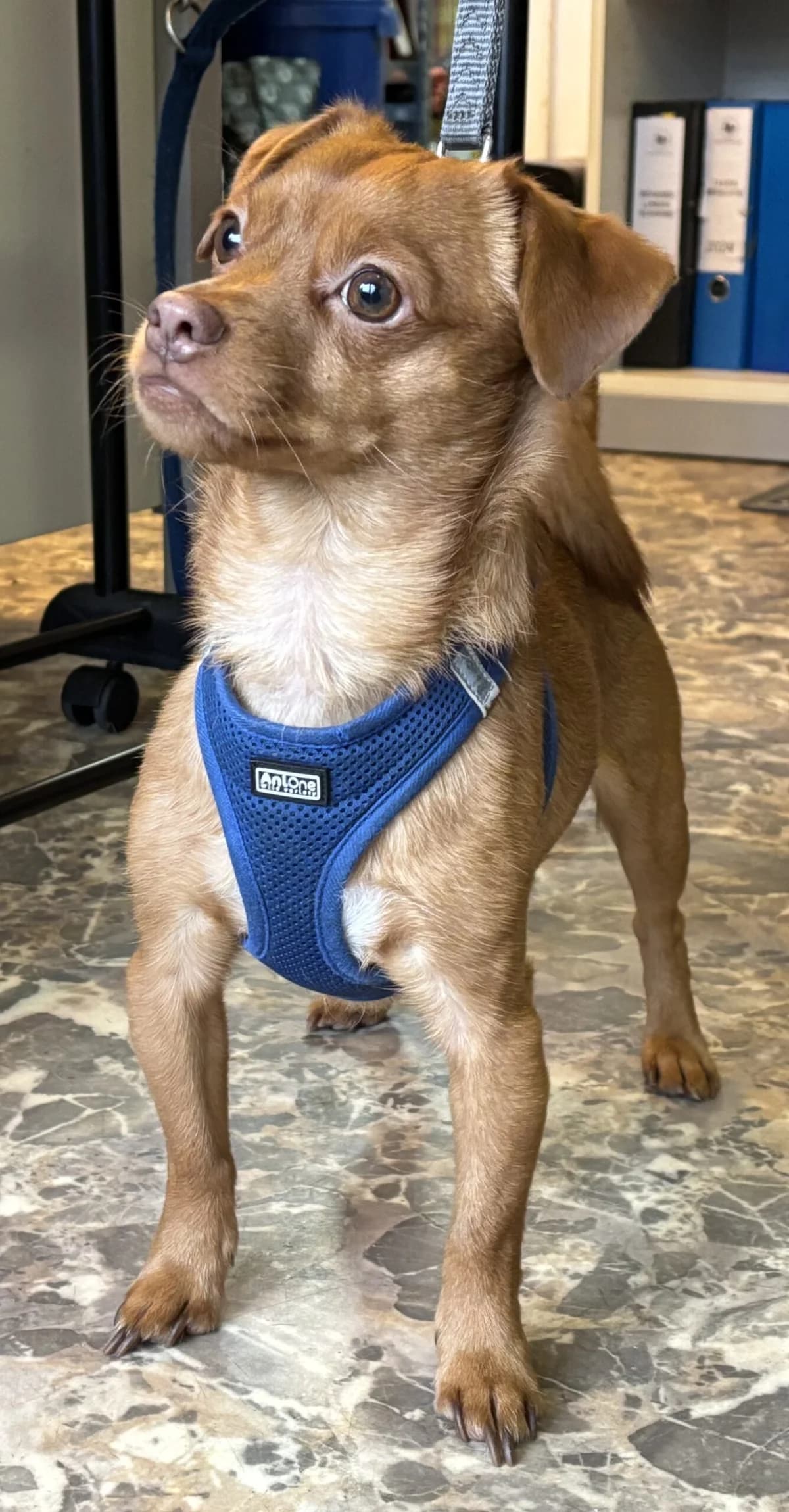 Spike, male mixed breed for adoption at Tierschutzverein Porz — photo 5 of 7