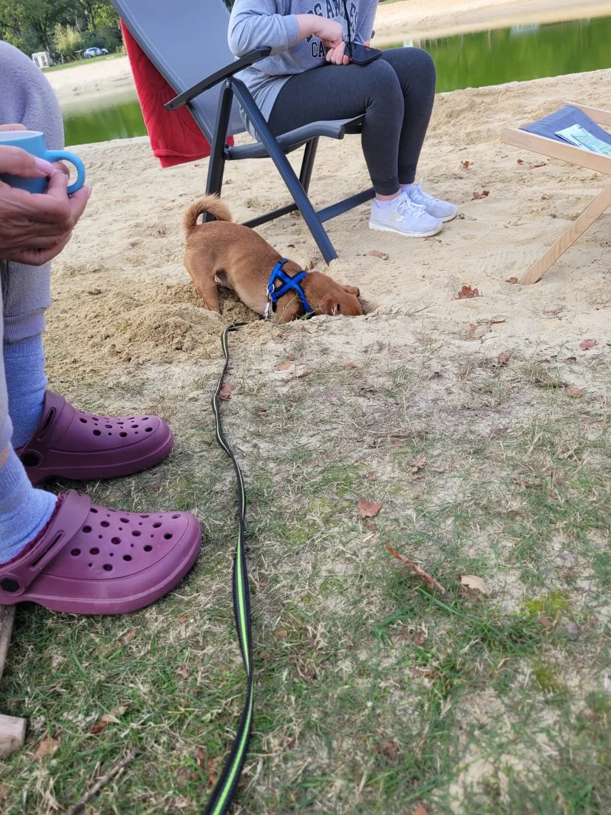 Spike, male mixed breed for adoption at Tierschutzverein Porz — photo 6 of 7