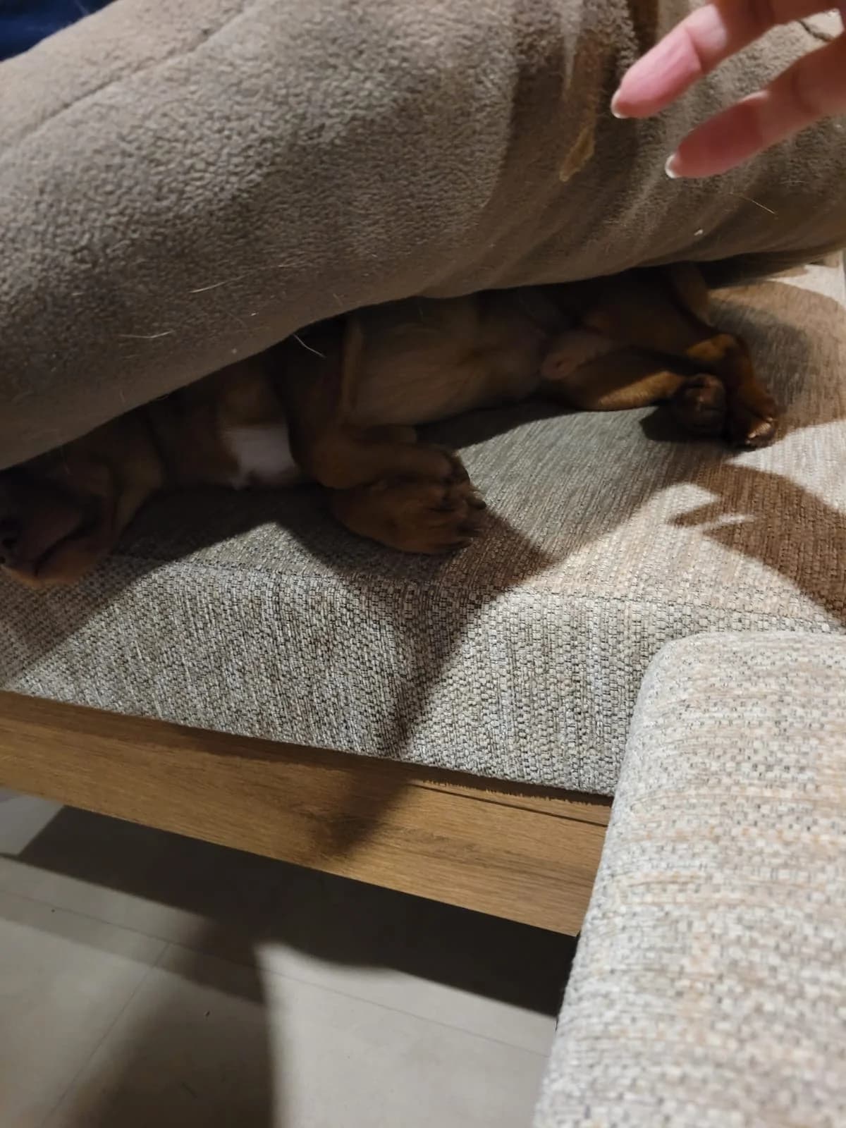 Spike, male mixed breed for adoption at Tierschutzverein Porz — photo 7 of 7