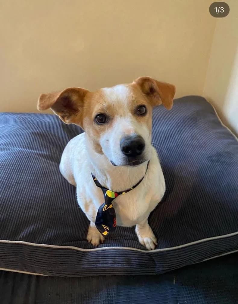 Buddy,  mixed breed for adoption at Tierschutzverein Porz — photo 3 of 3