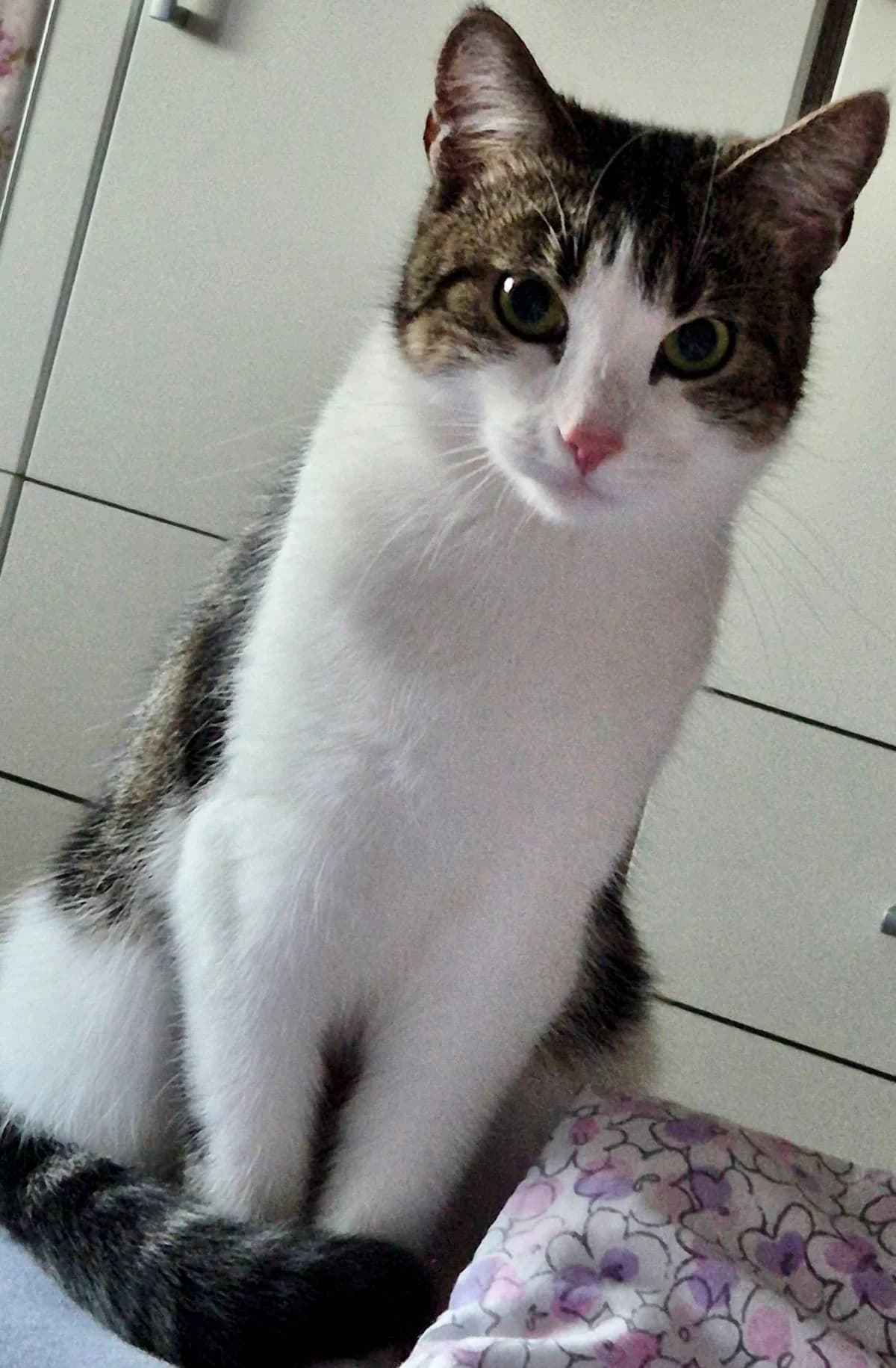 Karo, male Mixed Breed for adoption at Tierschutzverein Porz