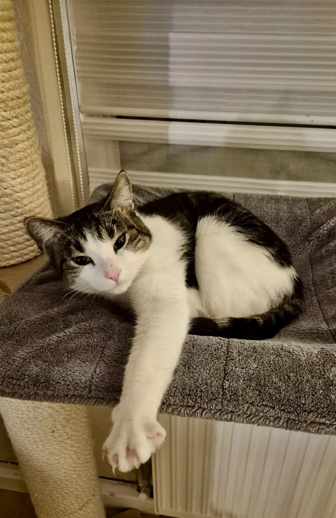 Karo, male Mixed Breed for adoption at Tierschutzverein Porz — photo 2 of 3