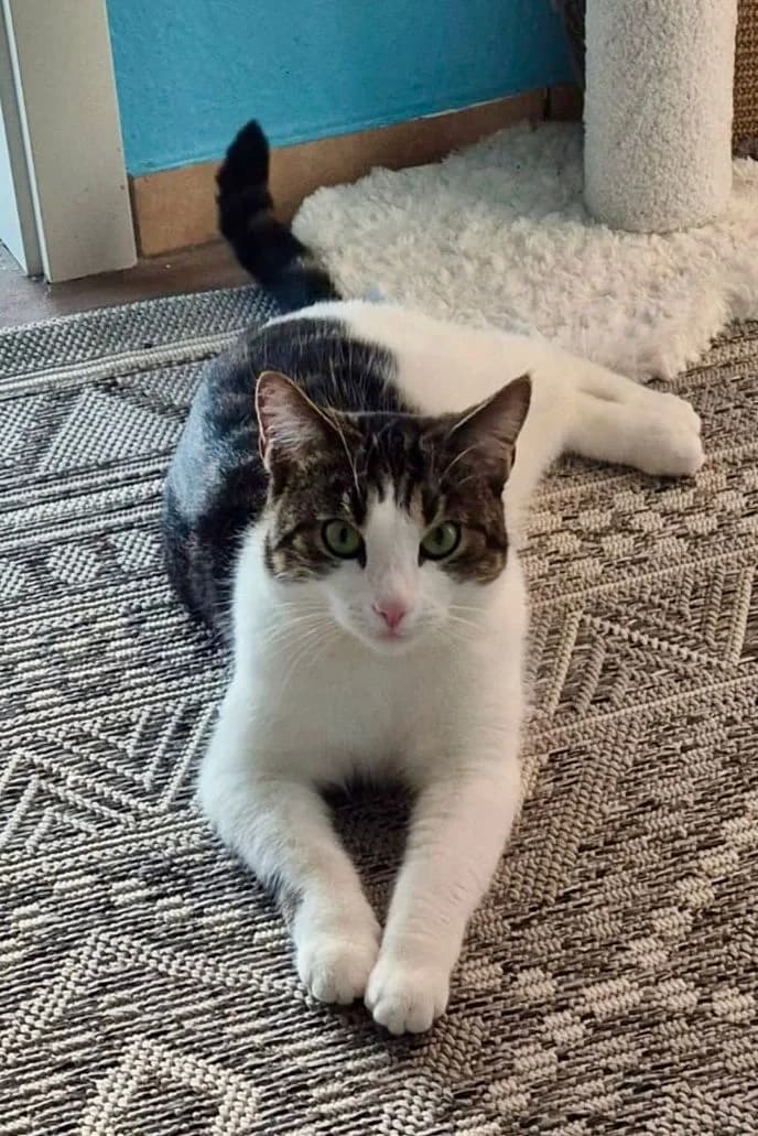 Karo, male Mixed Breed for adoption at Tierschutzverein Porz — photo 3 of 3