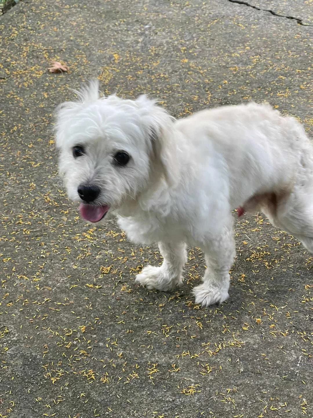 Calimero,  Bichon Frisé for adoption at Tierschutzverein Porz