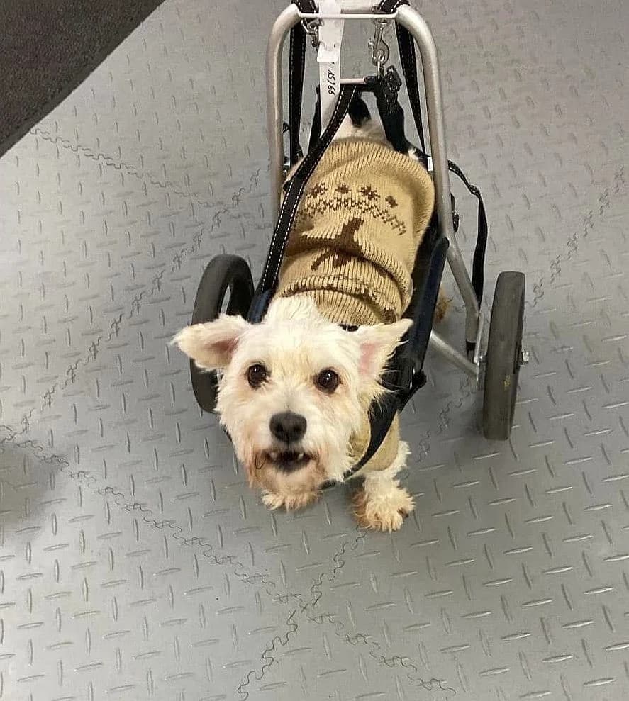 Calimero,  Bichon Frisé for adoption at Tierschutzverein Porz — photo 2 of 7