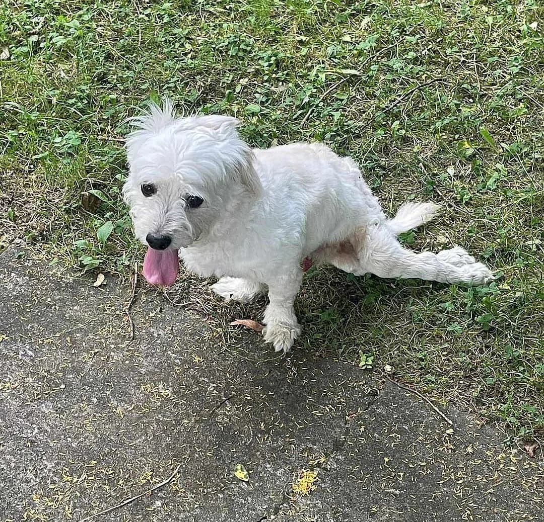 Calimero,  Bichon Frisé for adoption at Tierschutzverein Porz — photo 3 of 7
