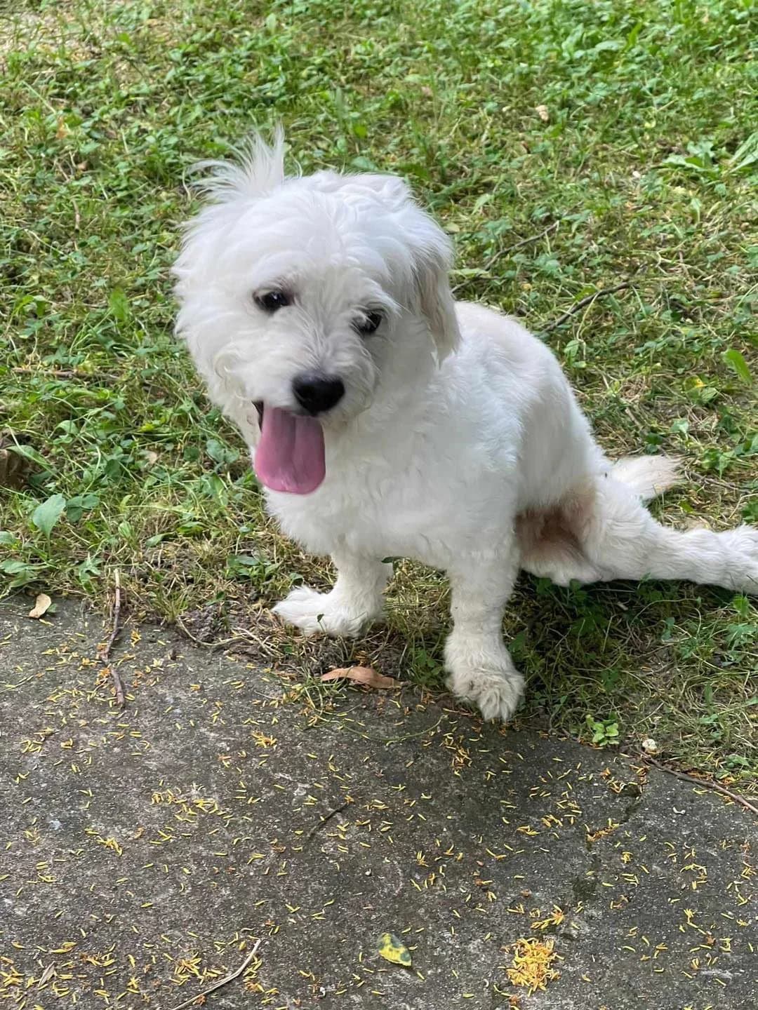 Calimero,  Bichon Frisé for adoption at Tierschutzverein Porz — photo 4 of 7