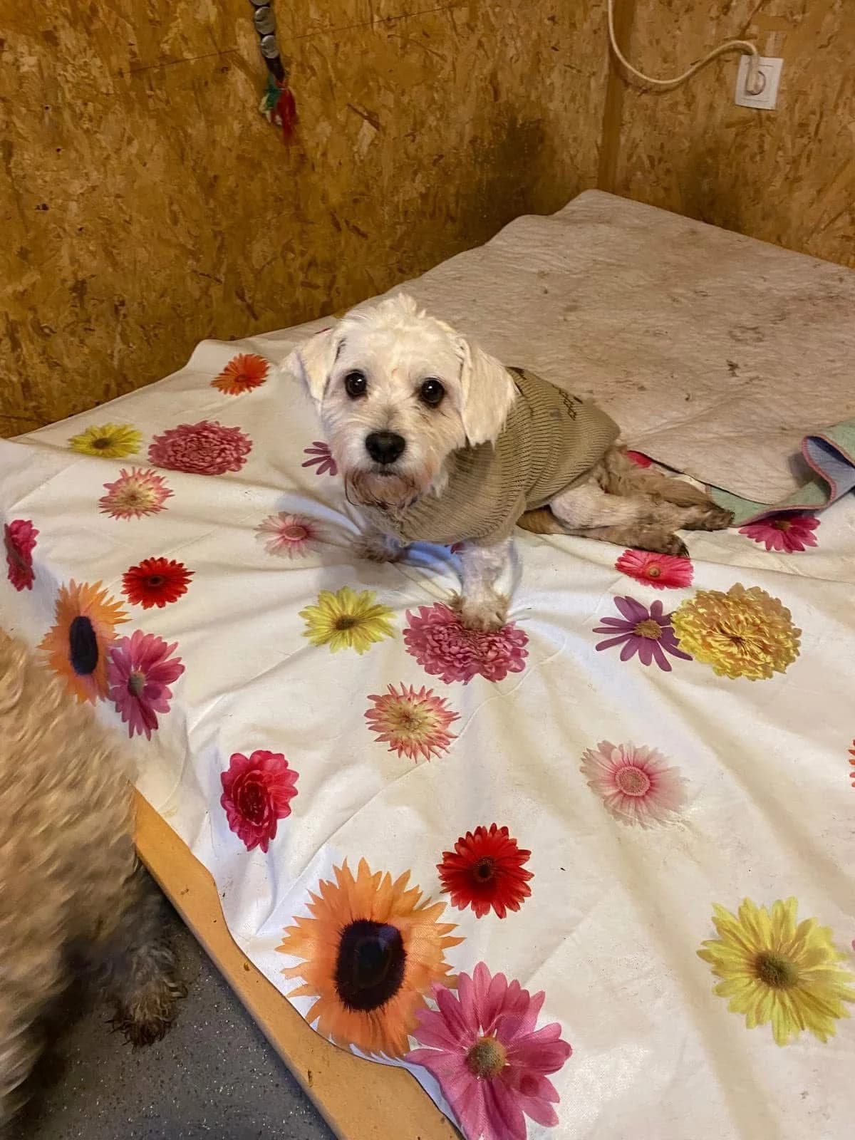 Calimero,  Bichon Frisé for adoption at Tierschutzverein Porz — photo 5 of 7