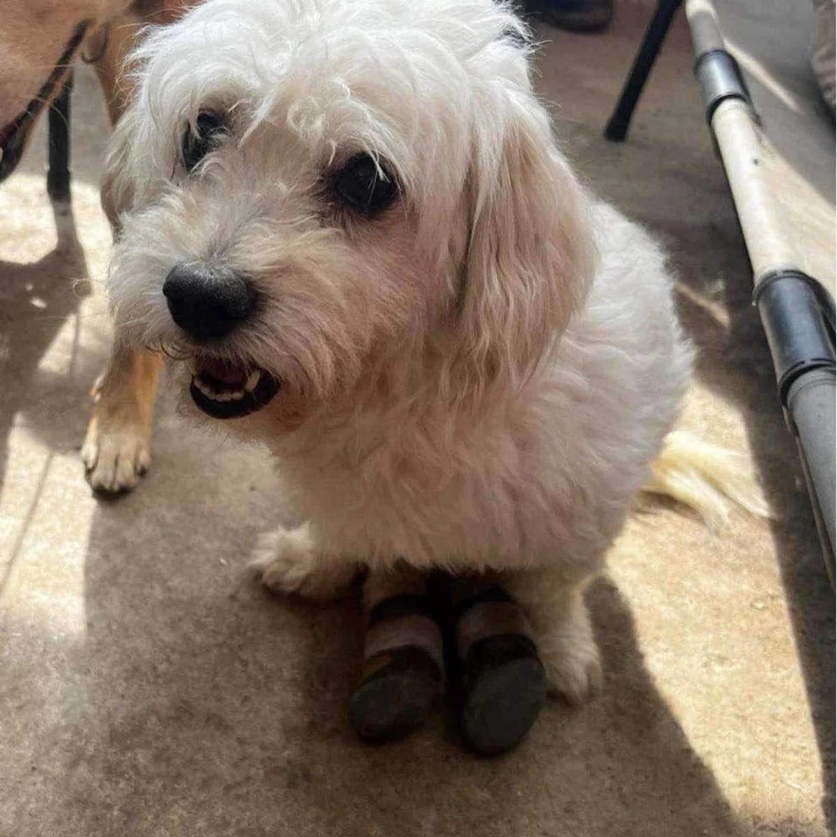 Calimero,  Bichon Frisé for adoption at Tierschutzverein Porz — photo 6 of 7