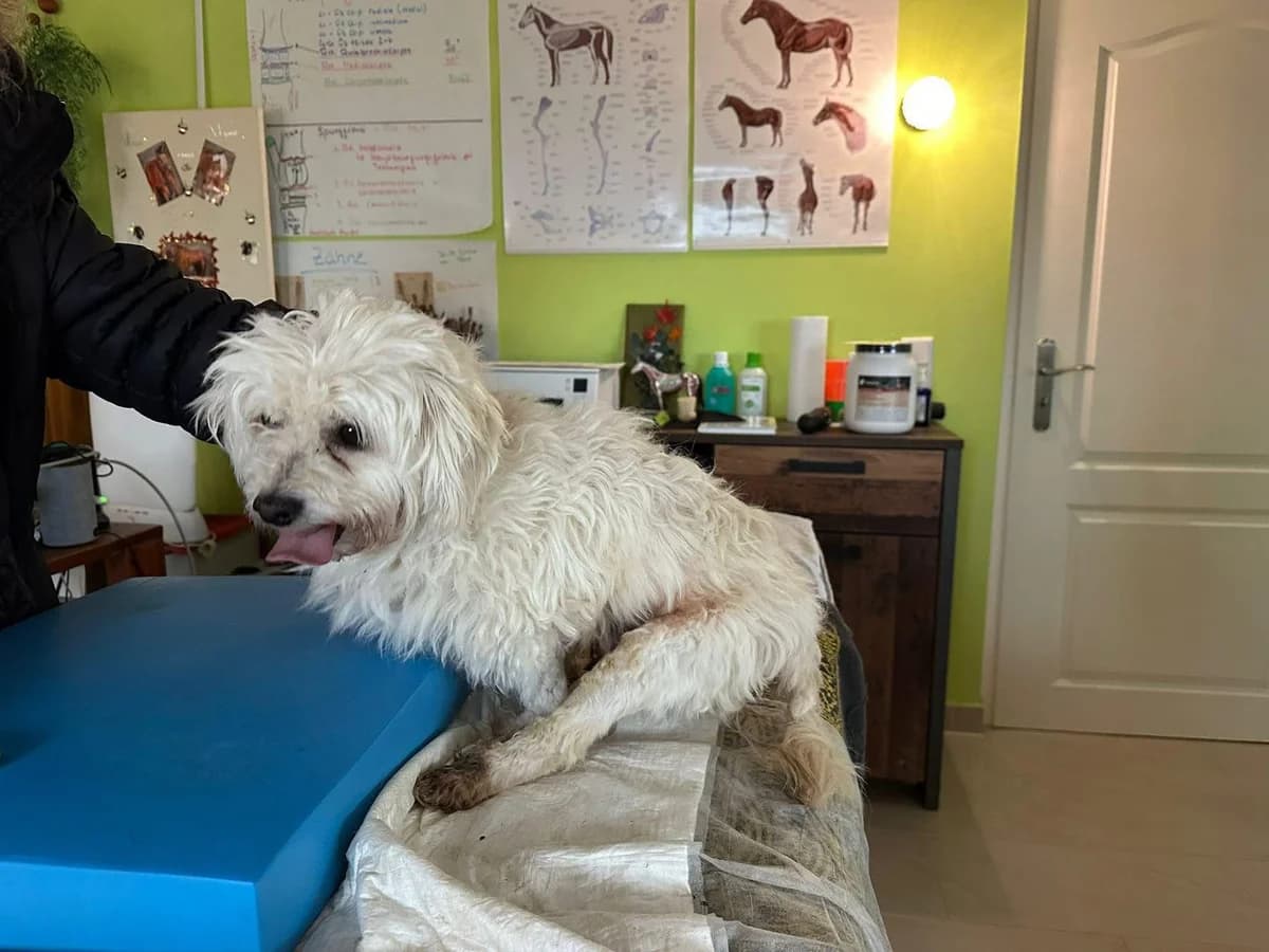 Calimero,  Bichon Frisé for adoption at Tierschutzverein Porz — photo 7 of 7