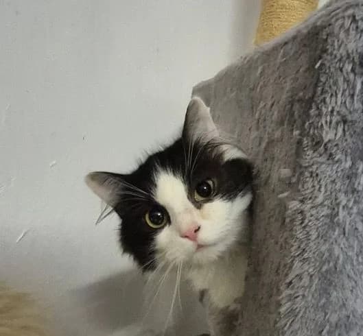 Paul &Naila,  Mixed Breed for adoption at Tierschutzverein Porz