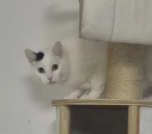 Paul &Naila,  Mixed Breed for adoption at Tierschutzverein Porz — photo 2 of 4