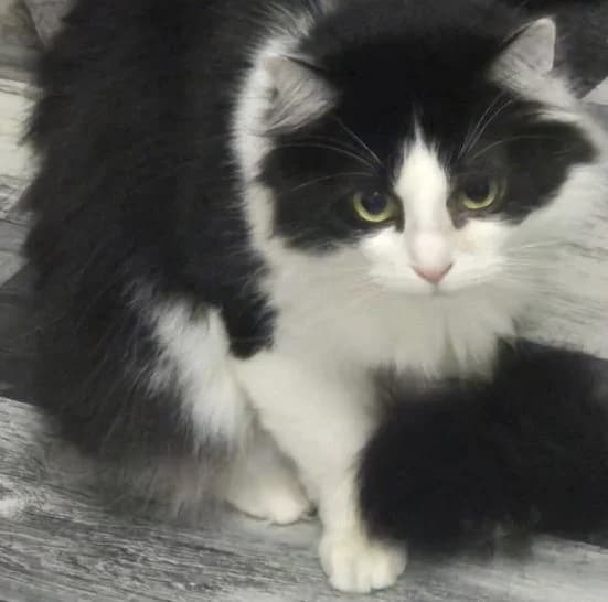 Paul &Naila,  Mixed Breed for adoption at Tierschutzverein Porz — photo 3 of 4