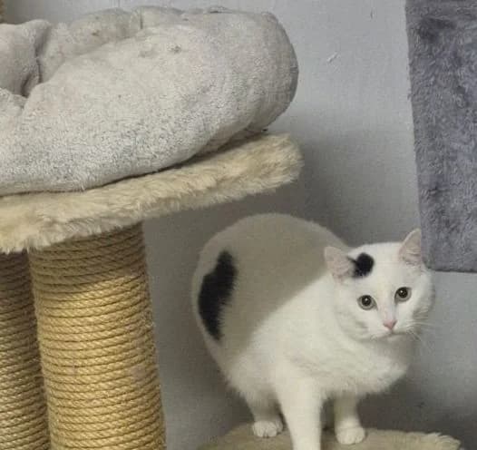 Paul &Naila,  Mixed Breed for adoption at Tierschutzverein Porz — photo 4 of 4