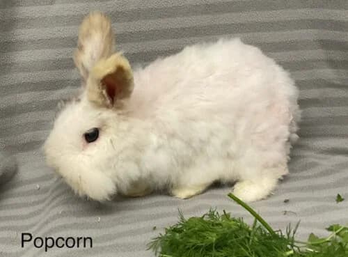 Popcorn,  Mixed Breed for adoption at Tierschutzverein Porz