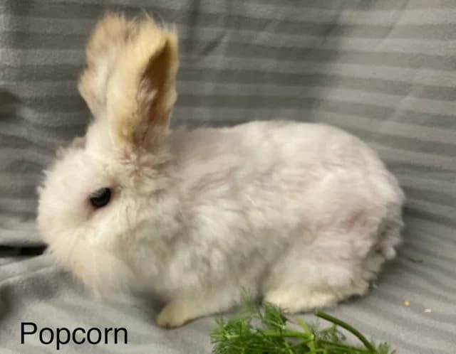 Popcorn,  Mixed Breed for adoption at Tierschutzverein Porz — photo 2 of 3