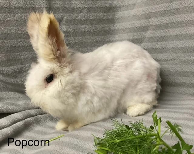 Popcorn,  Mixed Breed for adoption at Tierschutzverein Porz — photo 3 of 3