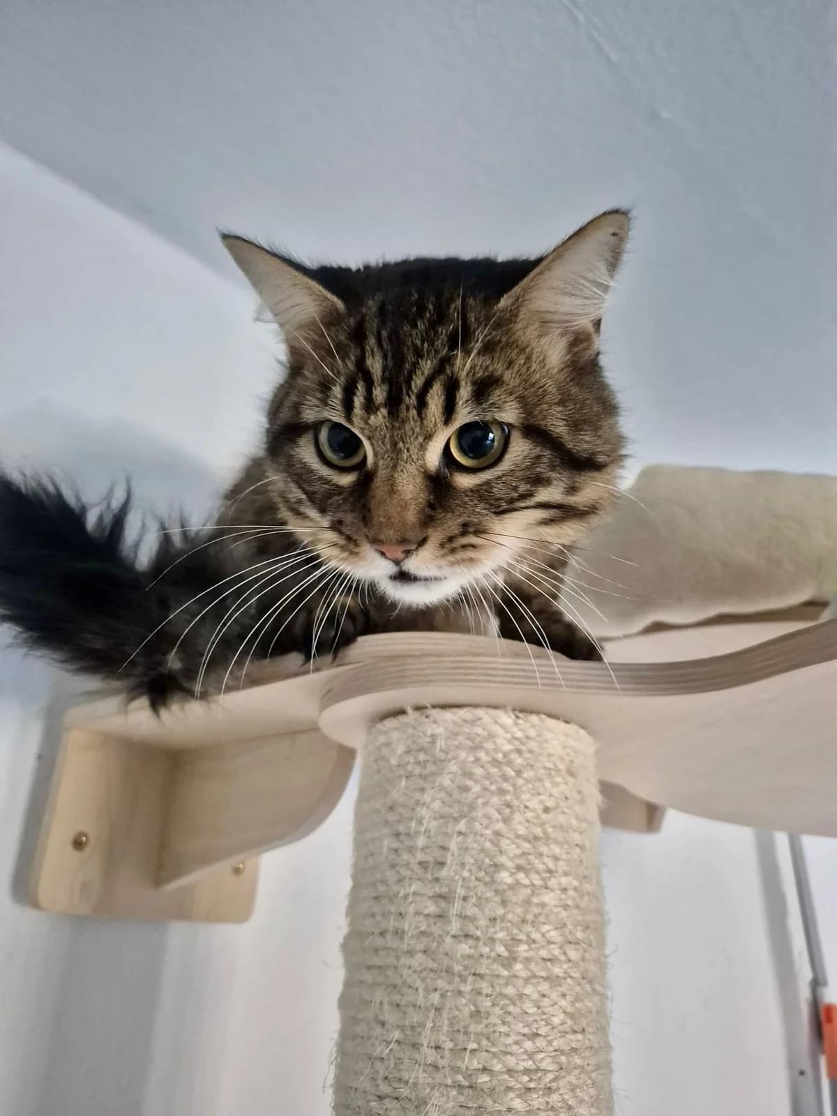 Pumbaa,  Mixed Breed for adoption at Tierschutzverein Porz