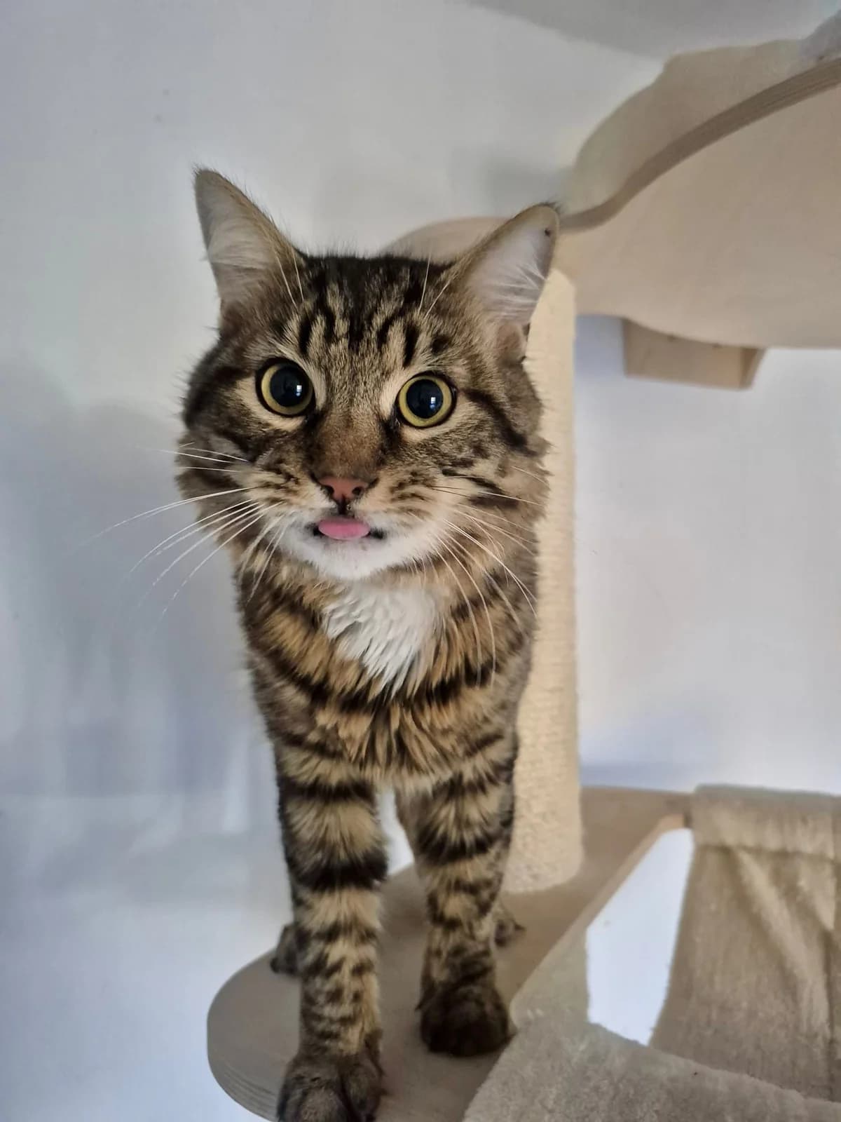 Pumbaa,  Mixed Breed for adoption at Tierschutzverein Porz — photo 2 of 3