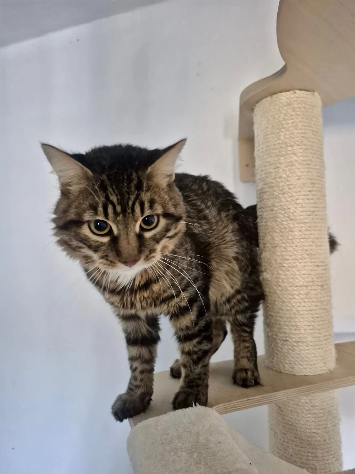 Pumbaa,  Mixed Breed for adoption at Tierschutzverein Porz — photo 3 of 3