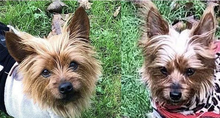 Toni & Susi, female Yorkshire Terrier for adoption at Tierschutzverein Porz