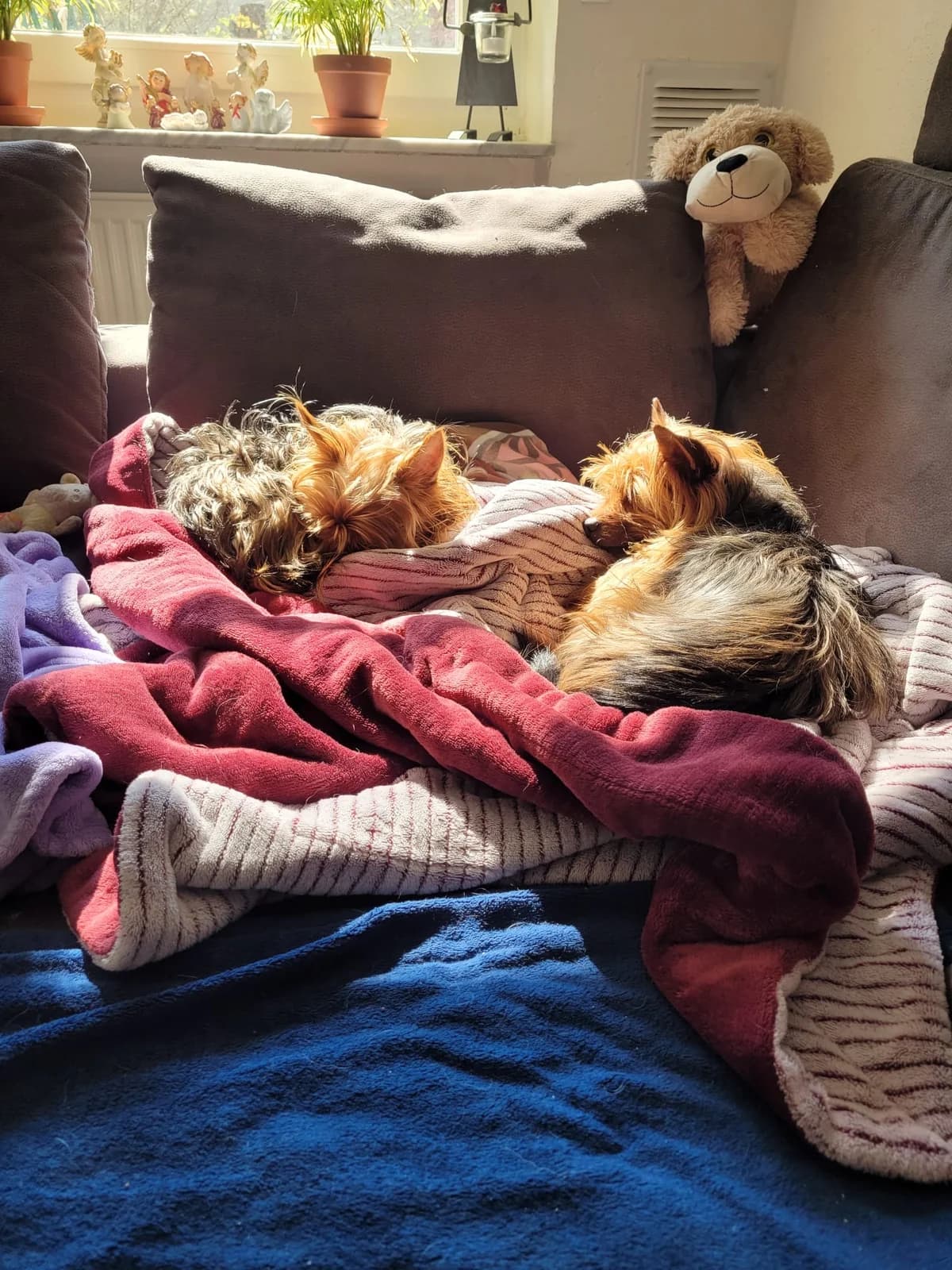 Toni & Susi, female Yorkshire Terrier for adoption at Tierschutzverein Porz — photo 2 of 5