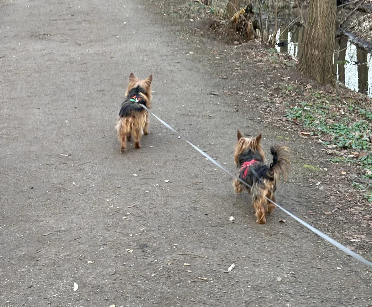 Toni & Susi, female Yorkshire Terrier for adoption at Tierschutzverein Porz — photo 3 of 5