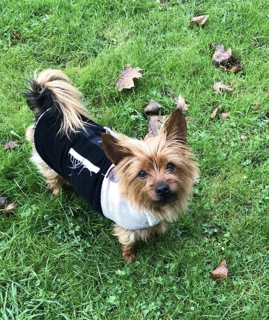 Toni & Susi, female Yorkshire Terrier for adoption at Tierschutzverein Porz — photo 4 of 5