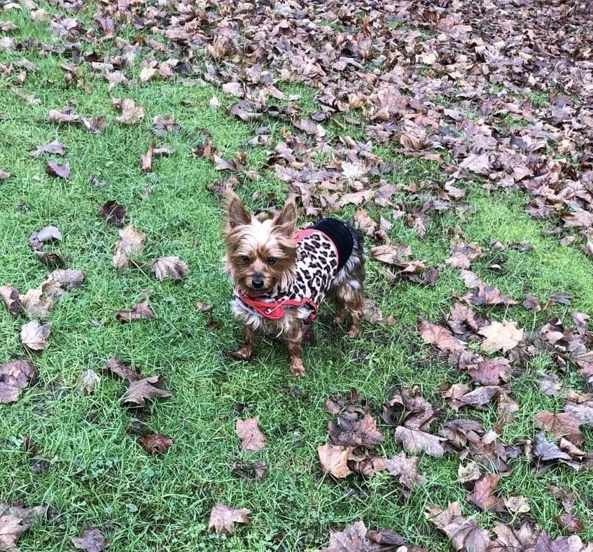 Toni & Susi, female Yorkshire Terrier for adoption at Tierschutzverein Porz — photo 5 of 5