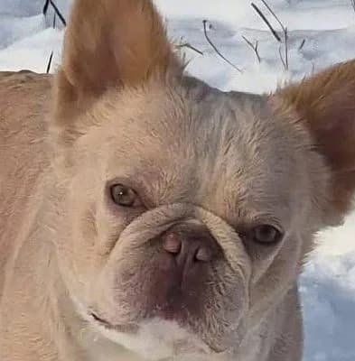 Teddy, male English Bulldog for adoption at Tierschutzverein Porz