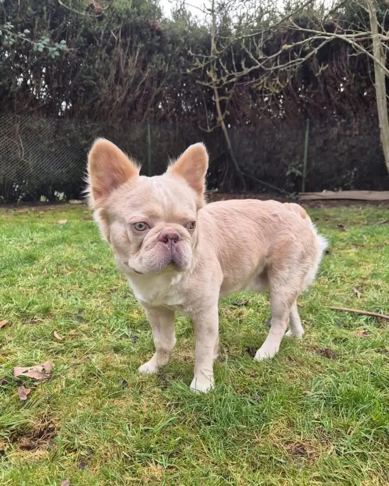 Teddy, male English Bulldog for adoption at Tierschutzverein Porz — photo 2 of 3
