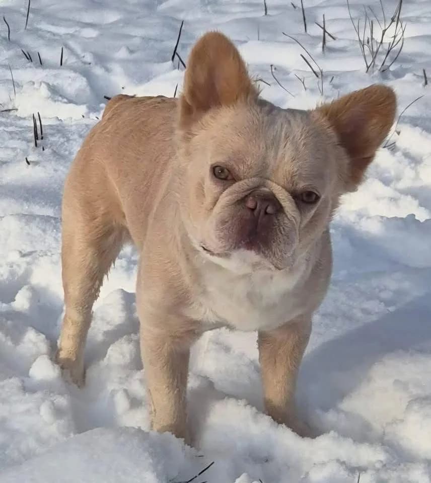 Teddy, male English Bulldog for adoption at Tierschutzverein Porz — photo 3 of 3