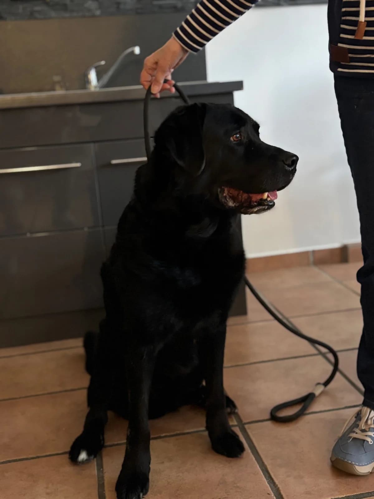 Bodo, male Bernese Mountain Dog for adoption at Tierschutzverein Porz