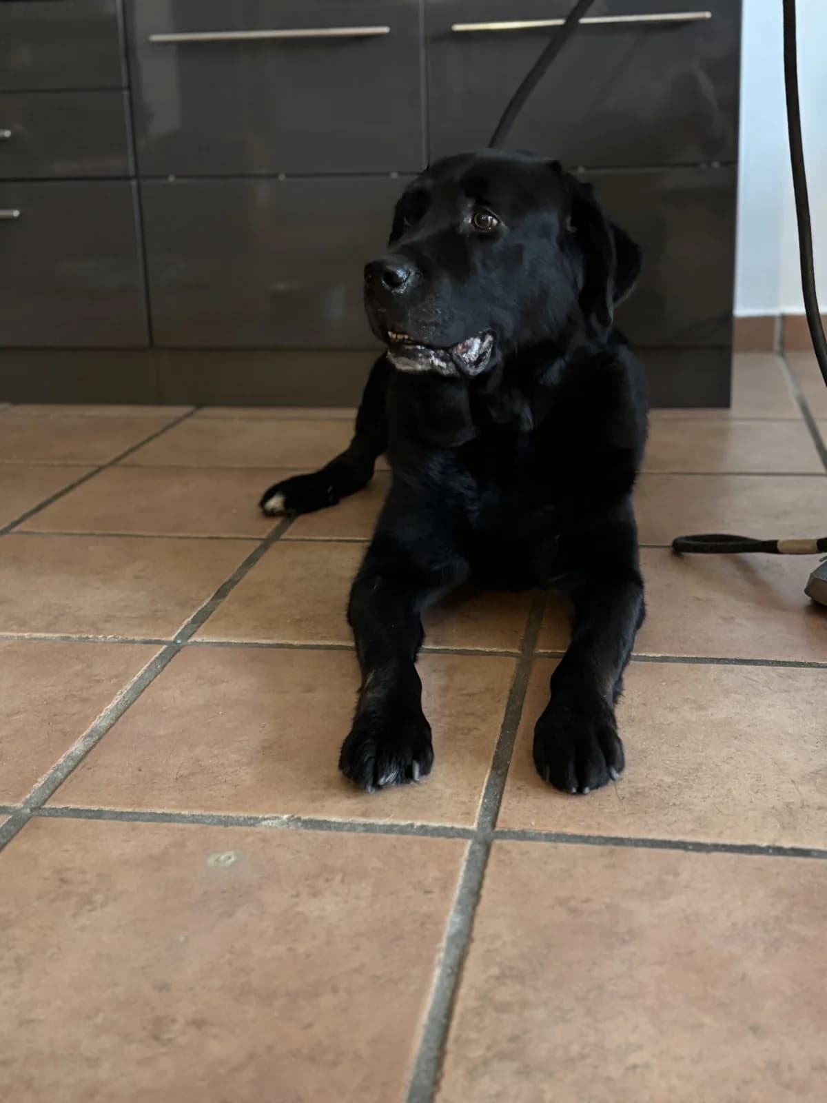 Bodo, male Bernese Mountain Dog for adoption at Tierschutzverein Porz — photo 2 of 3