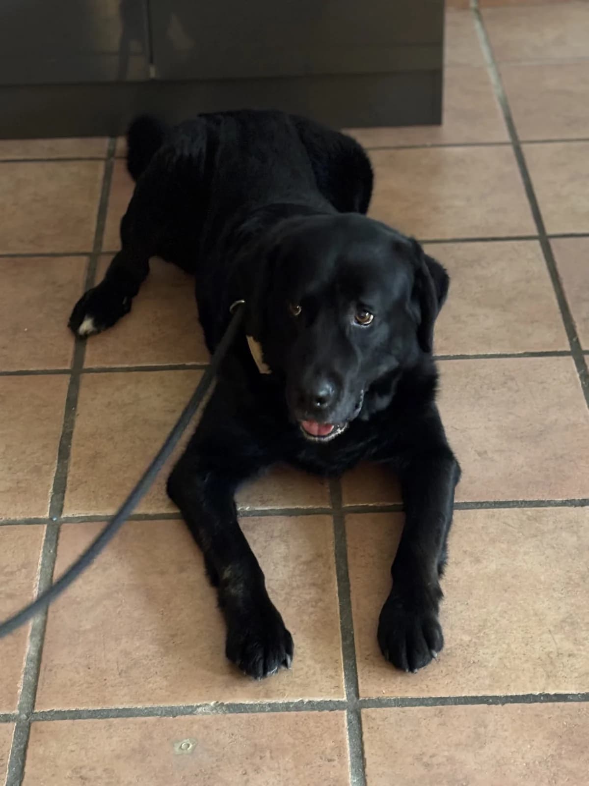 Bodo, male Bernese Mountain Dog for adoption at Tierschutzverein Porz — photo 3 of 3