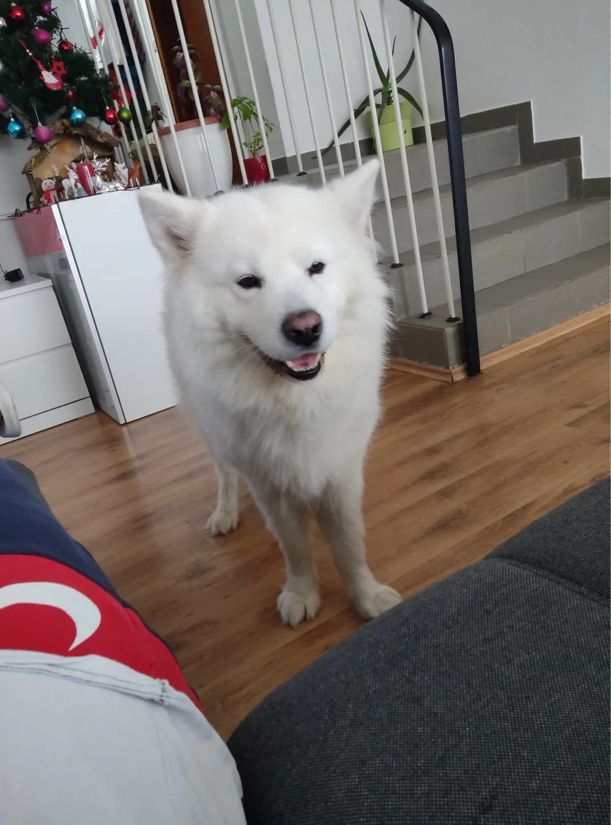 Bolton, male 6yo Samoyed for adoption at Tierschutzverein Porz, Köln