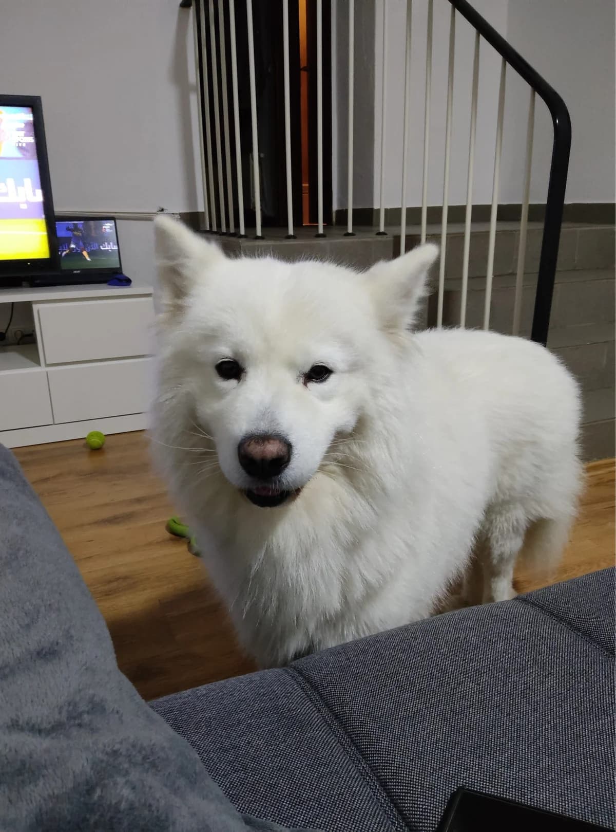 Bolton, male Samoyed for adoption at Tierschutzverein Porz — photo 2 of 2