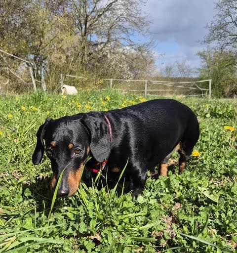 Franklin,  Dachshund for adoption at Tierschutzverein Porz, Köln
