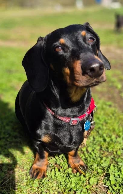 Franklin,  Dachshund for adoption at Tierschutzverein Porz — photo 2 of 3