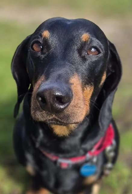 Franklin,  Dachshund for adoption at Tierschutzverein Porz — photo 3 of 3