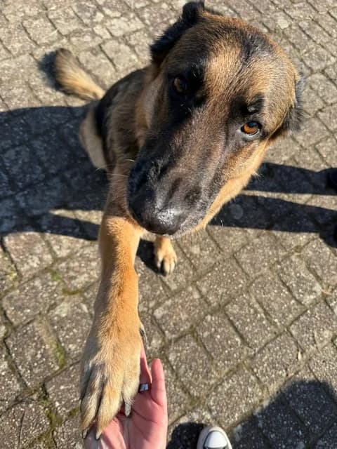 Anton,  German Shepherd for adoption at Tierschutzverein Porz, Köln