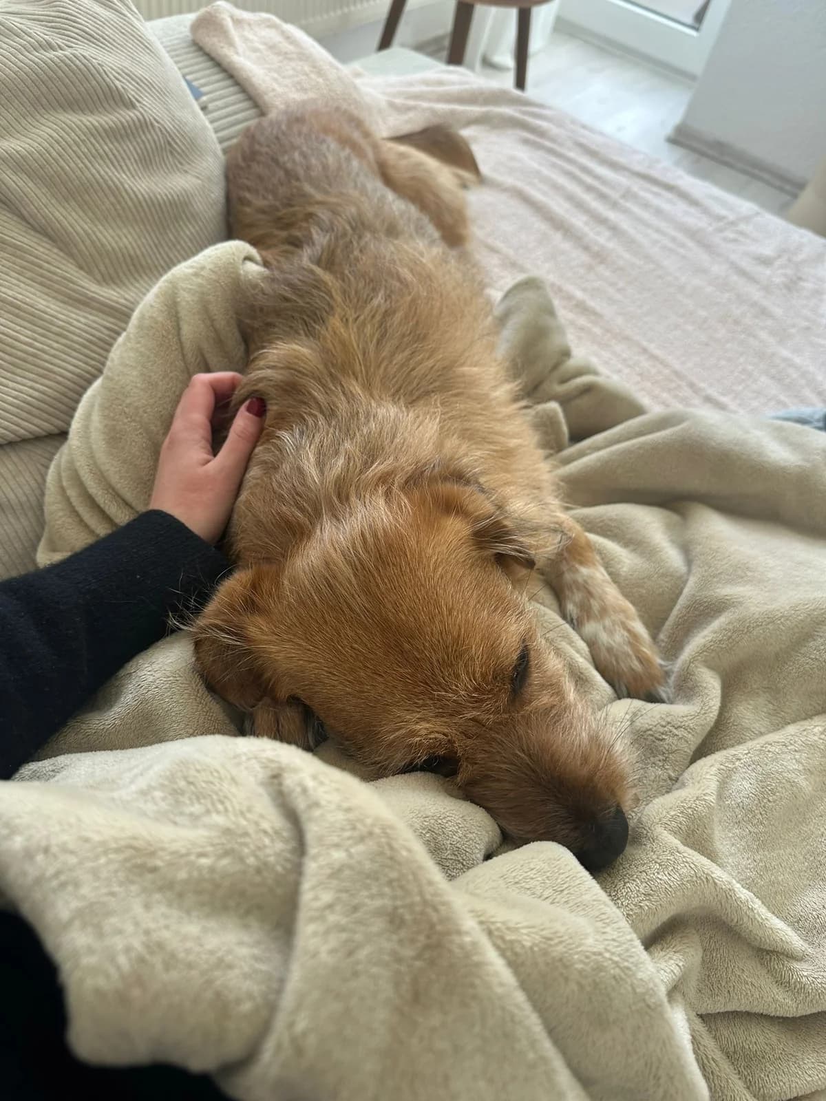 Coco, female mixed breed for adoption at Tierschutzverein Porz, Köln