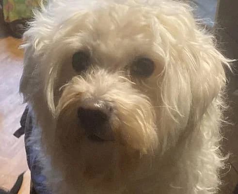 Mogli, male mixed breed for adoption at Tierschutzverein Porz, Köln