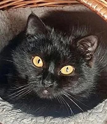 Tommy,  Mixed Breed for adoption at Tierschutzverein Porz, Köln