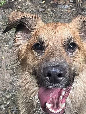 Tucker, male Mixed Breed for adoption at Tierschutzverein Porz, Köln