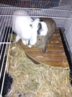 Pucki und Hansi,  Mixed Breed for adoption at Tierschutzverein Porz, Köln