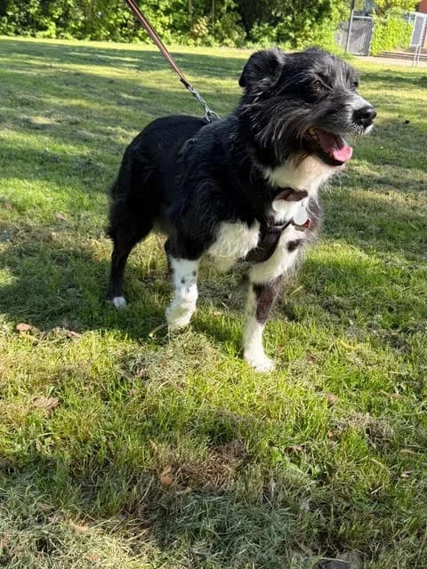 Lou, female senior Border Collie for adoption at Tierschutzverein Porz, Köln